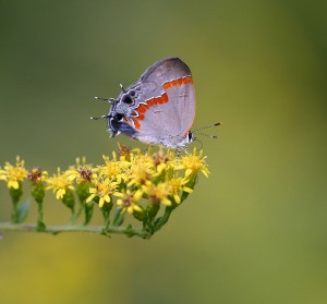 Red-banded hairstreak on rough goldenrod (Solidago rugosa).