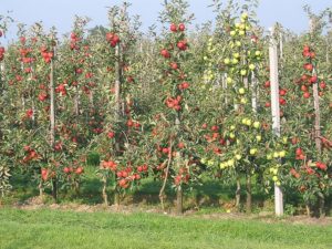 apple orchard