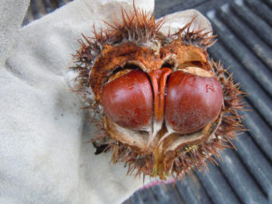 Chinese chestnut