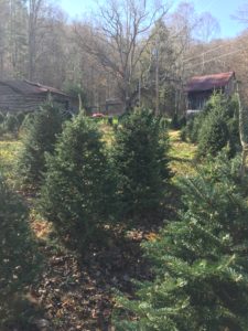 Cover photo for Christmas Tree Production Meeting
