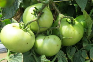 Bacterial spot on tomato fruit