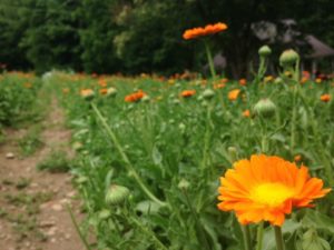 Cover photo for Medicinal Herb Harvesting Workshop