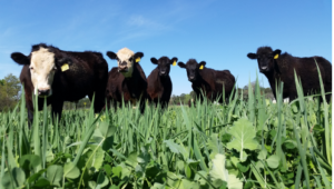 Cover photo for N.C. Beef Cattle Field Day