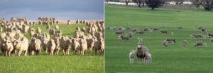 Cover photo for WNC Small Ruminant Workshop