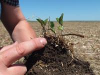 Soil