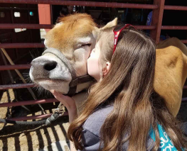 Cover photo for 4-H Madison Dairy Project