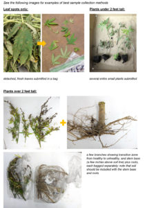 Cover photo for Instructions for Submitting Hemp Samples to the Plant Disease and Insect Clinic