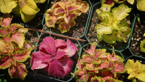 Colorful potted plants displayed in rows await transport and transplanting