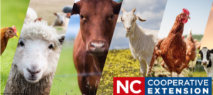 Cover photo for Livestock Newsletter Summer / Fall 2020