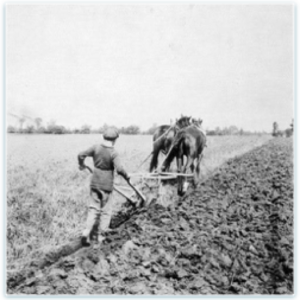 Horses plowing