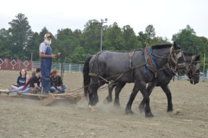 Horses pulling people