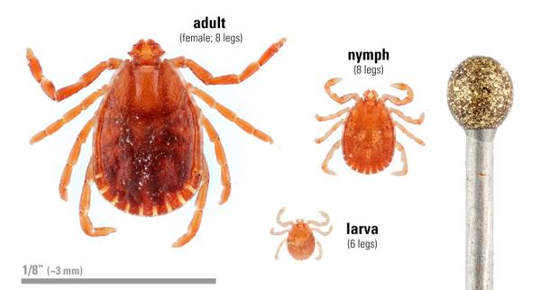 Asian Longhorned Tick 