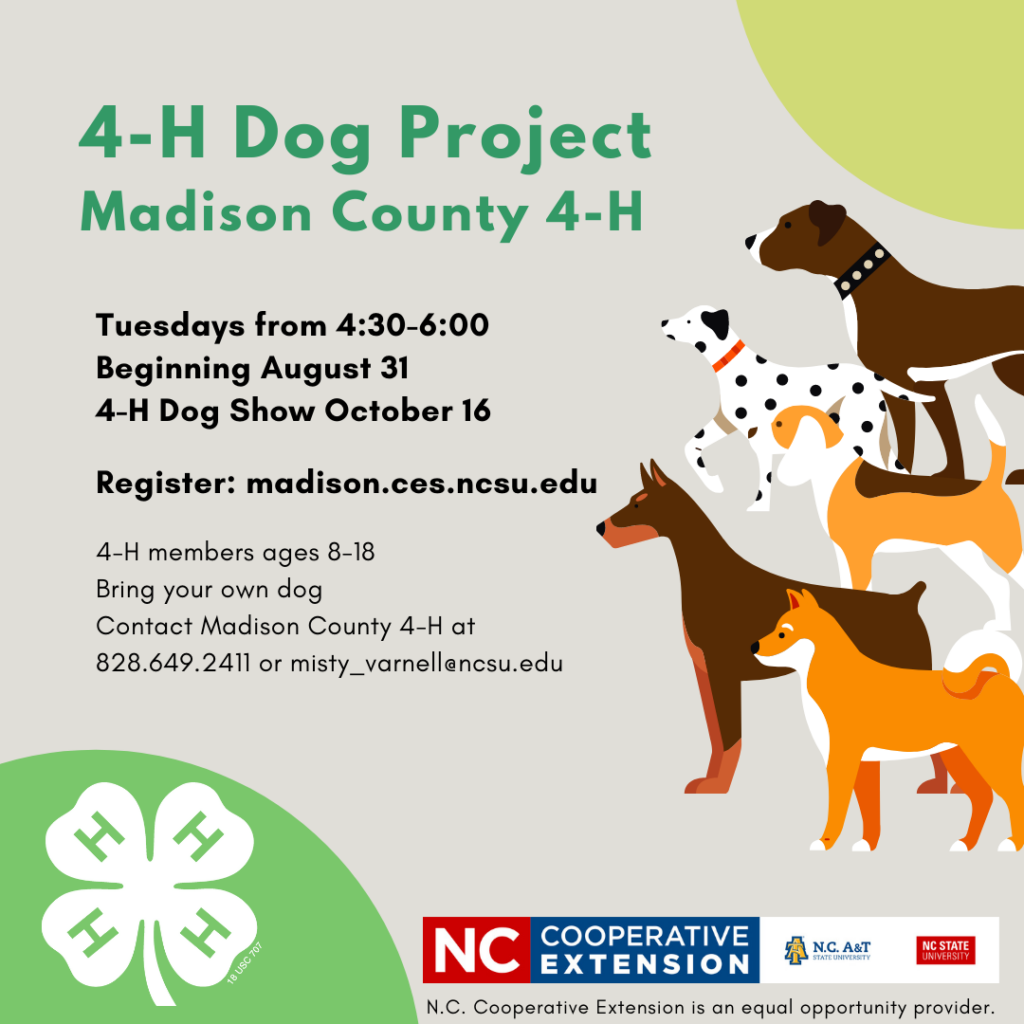Dog Project Flyer