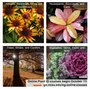 Cover photo for Online Plant ID Classes, Beginning October 11
