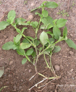 photo of foliage, thick stems rooting at the nodes with subteranean flowers photo credit: J C Neal