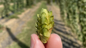 Hop cone in hand