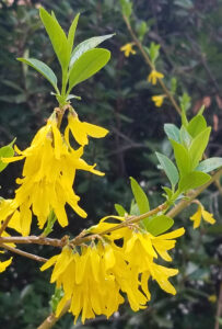 bright yellow flowers