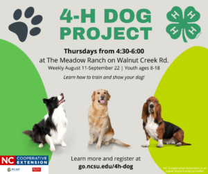 Dog project flyer, 3 dogs