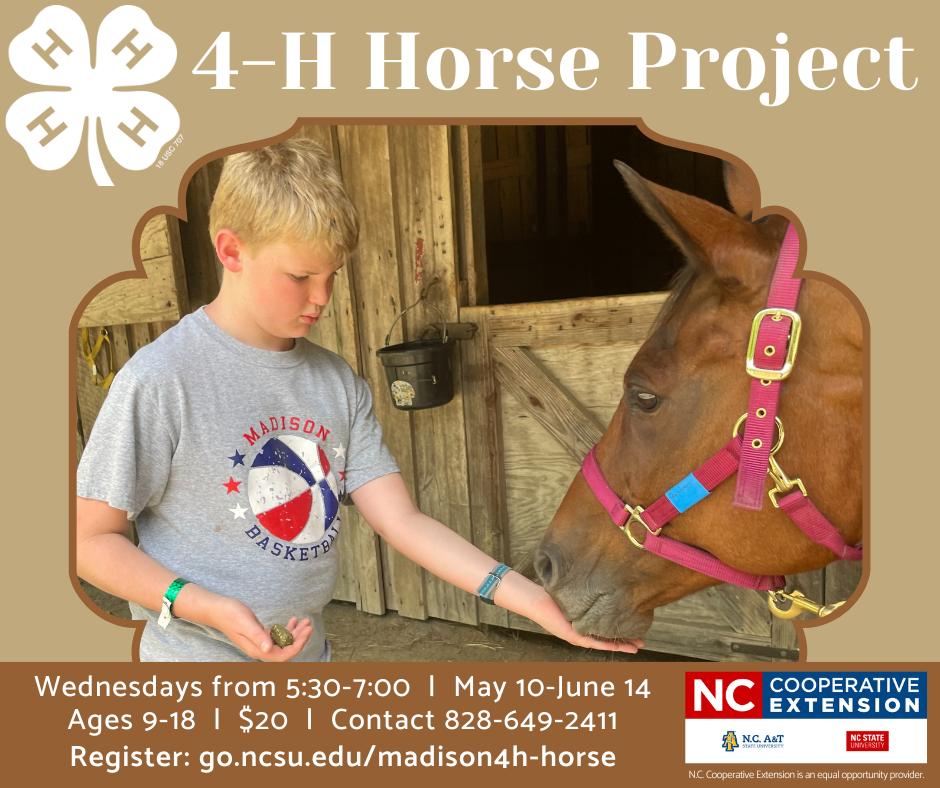 4-H horse project, horse with boy