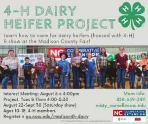 4-H Dairy Project, kids with heifers