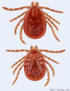 Cover photo for Asian Longhorned Tick in Madison County