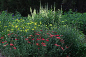 Cover photo for Celebrating 15 Years in Pollinator Paradise!