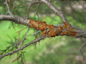 Cover photo for Pest Alert: Be on the Lookout for Rust Diseases