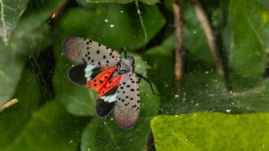 Cover photo for Spotted Lanternfly Creeping Toward WNC