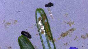 Cover photo for Cinara Aphids and Christmas Trees